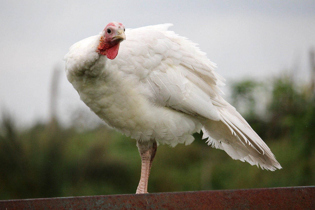 turkey small white free photo