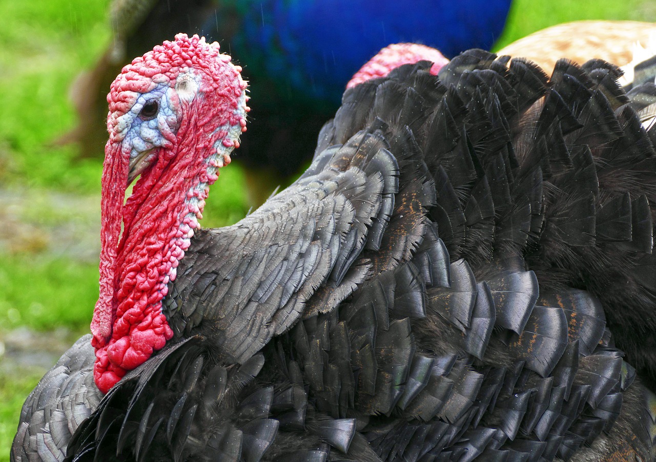 turkey puter species free photo