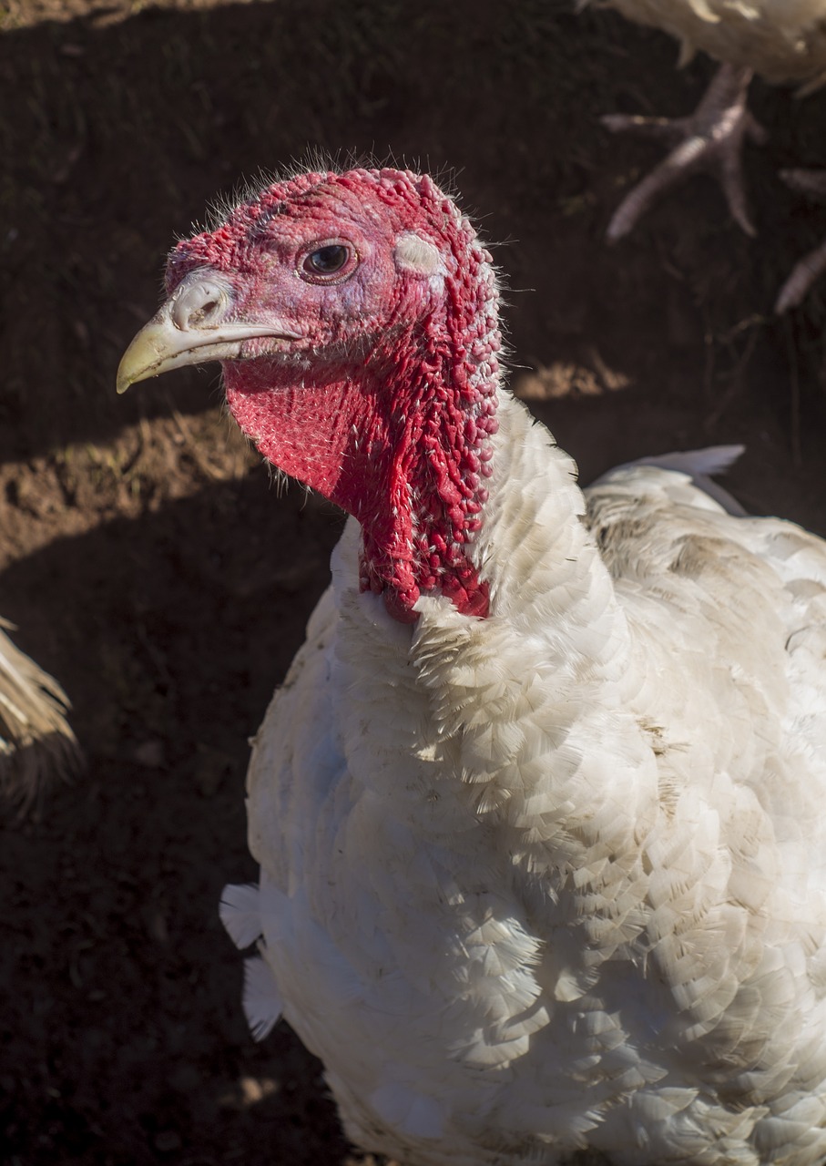 turkey farm poultry free photo