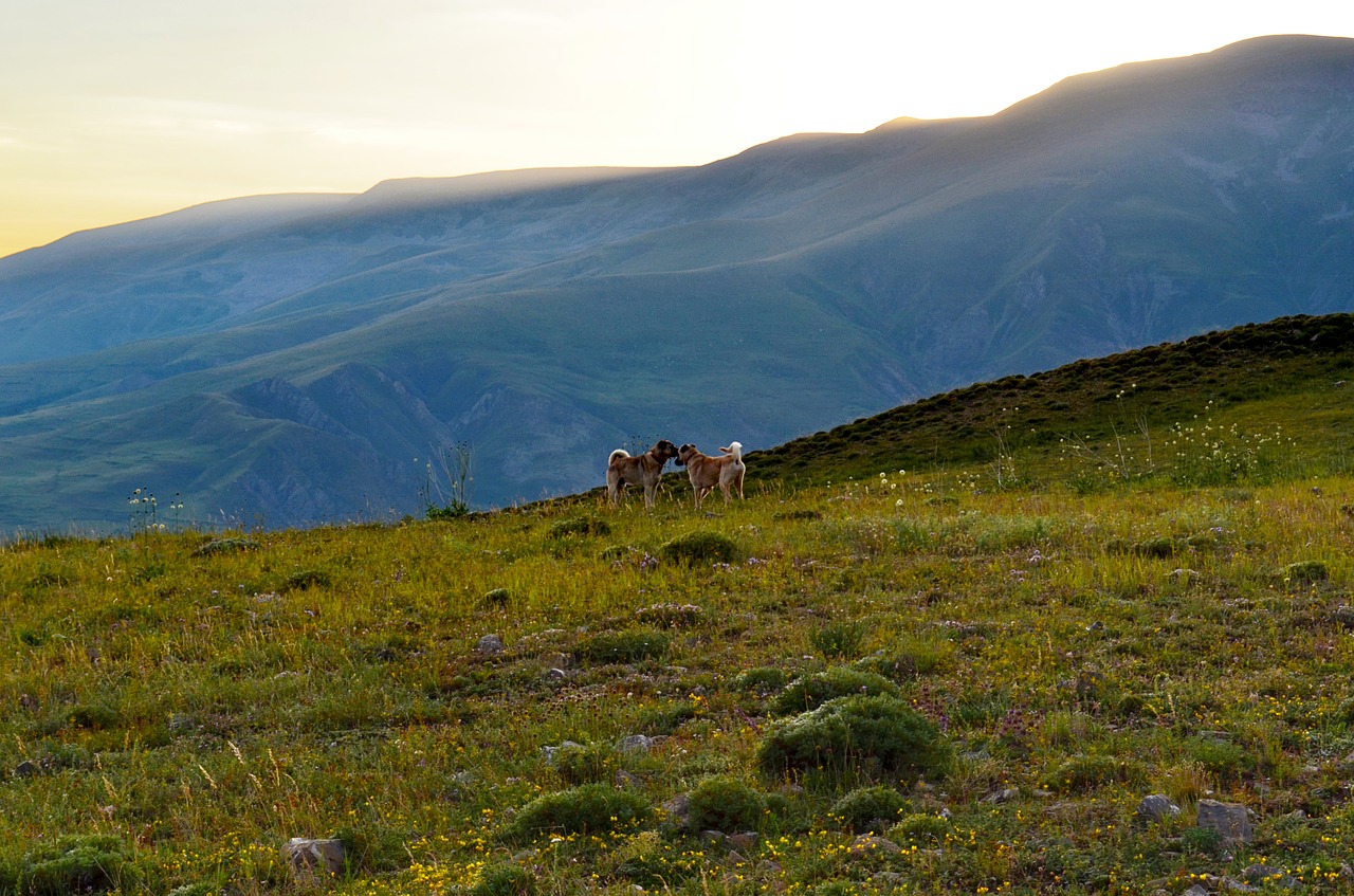 turkey nature landscape free photo