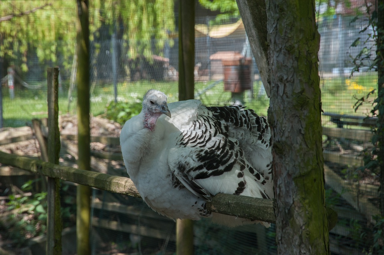 turkey wild turkey bird free photo