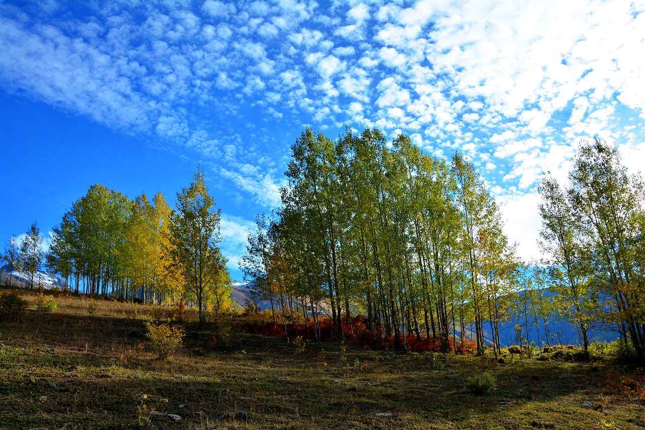 turkey autumn season free photo