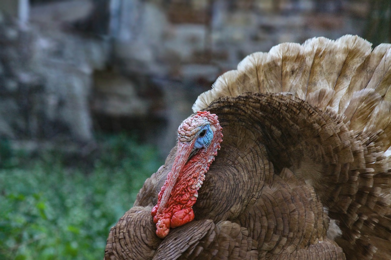 turkey  animal  bird free photo