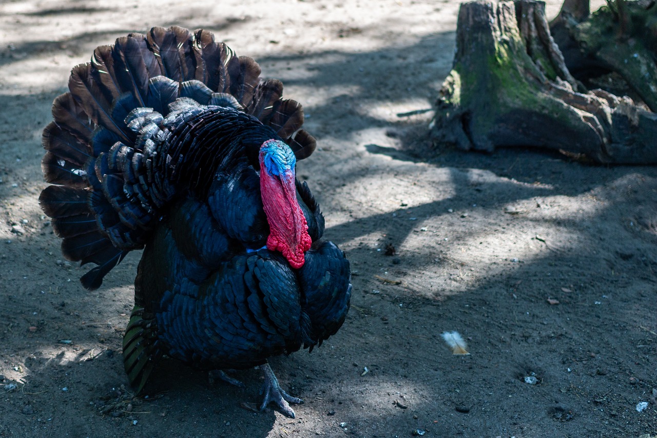 turkey  bird  pen free photo