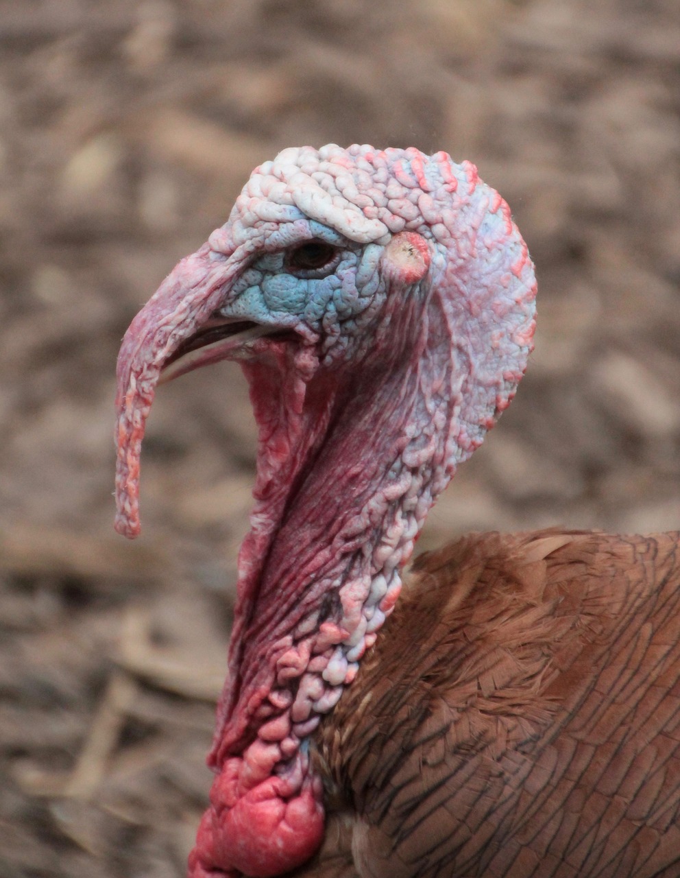 turkey  backyard  poultry free photo