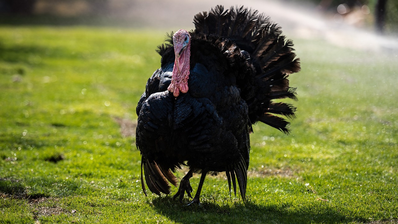 turkey  rooster  farm free photo