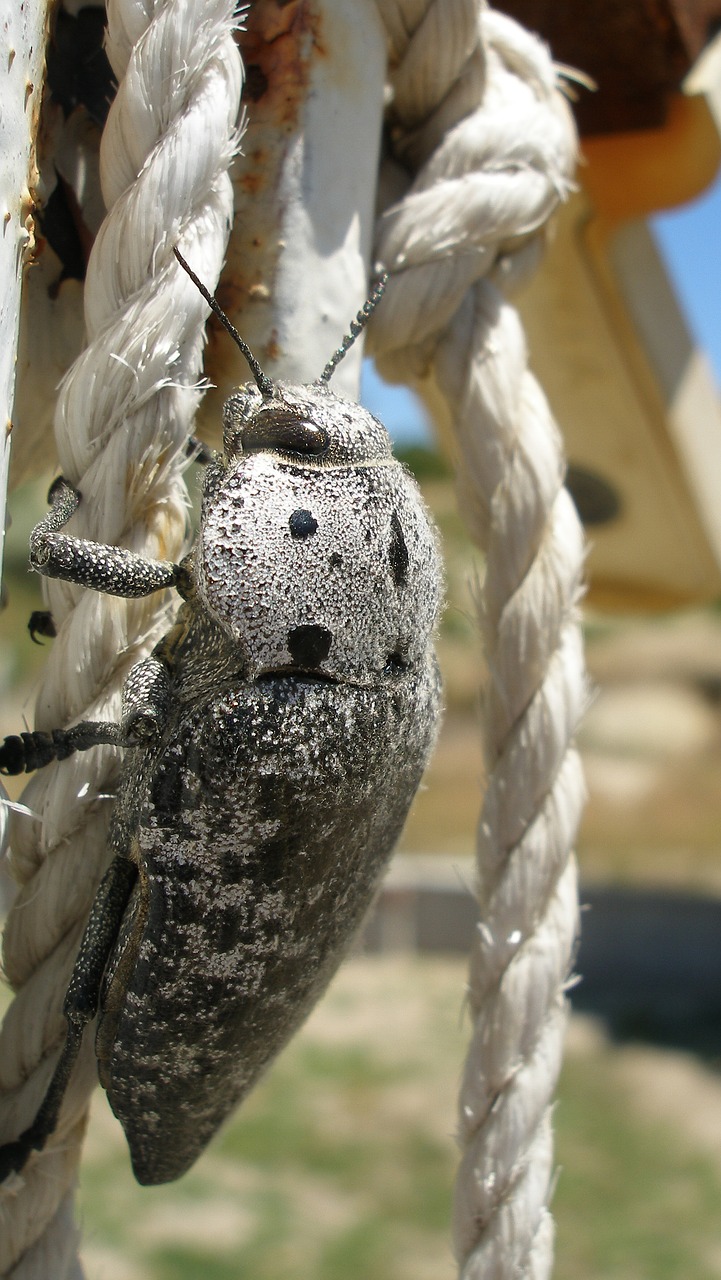 turkey  beetle  nature free photo