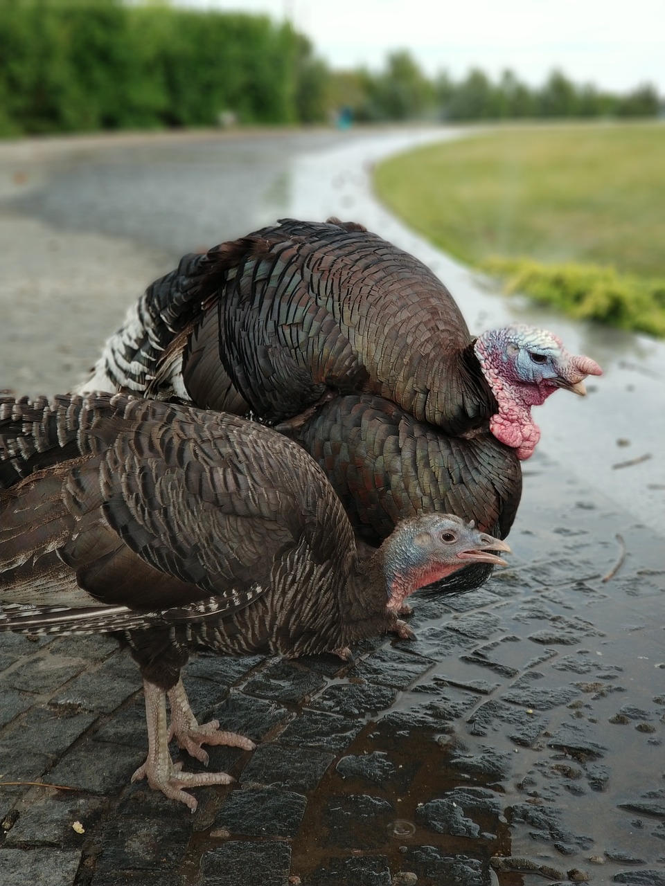 turkey  bird  nature free photo