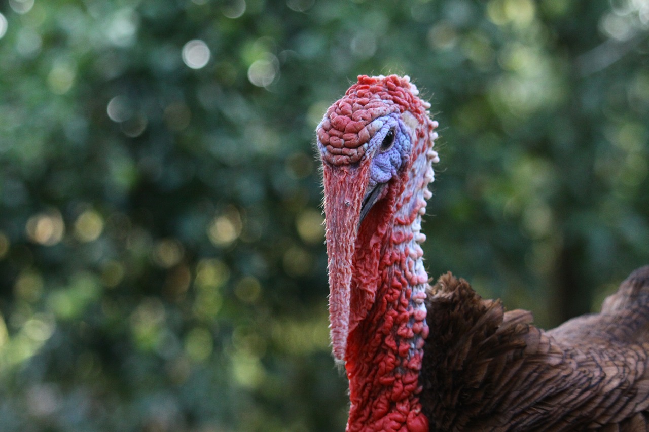 turkey  animals  backyard free photo