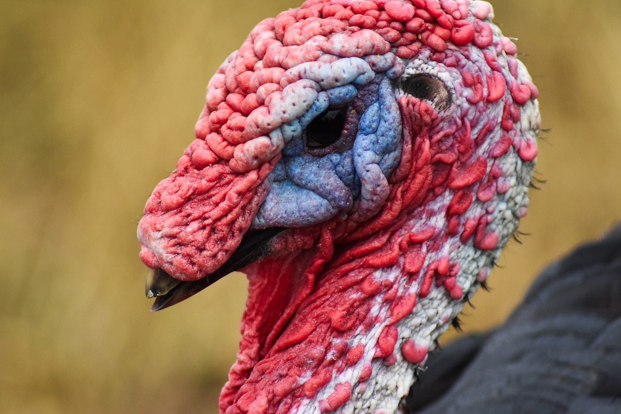 turkey  angry  animal free photo