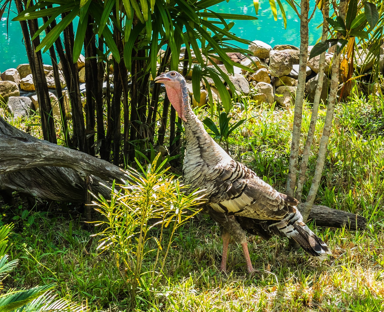 turkey bird garden free photo