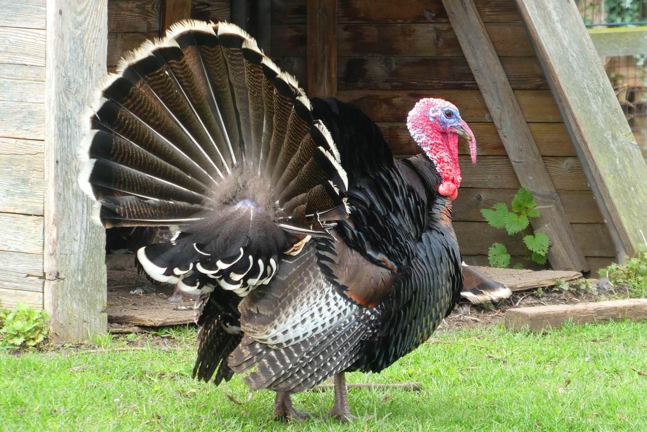 turkey  feathers  petting free photo