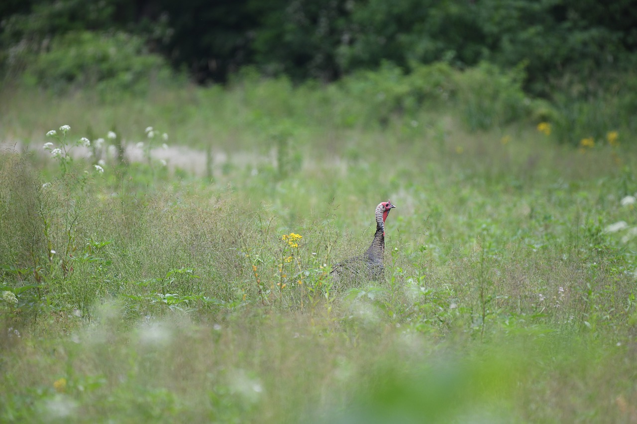 turkey  bird  wildlife free photo