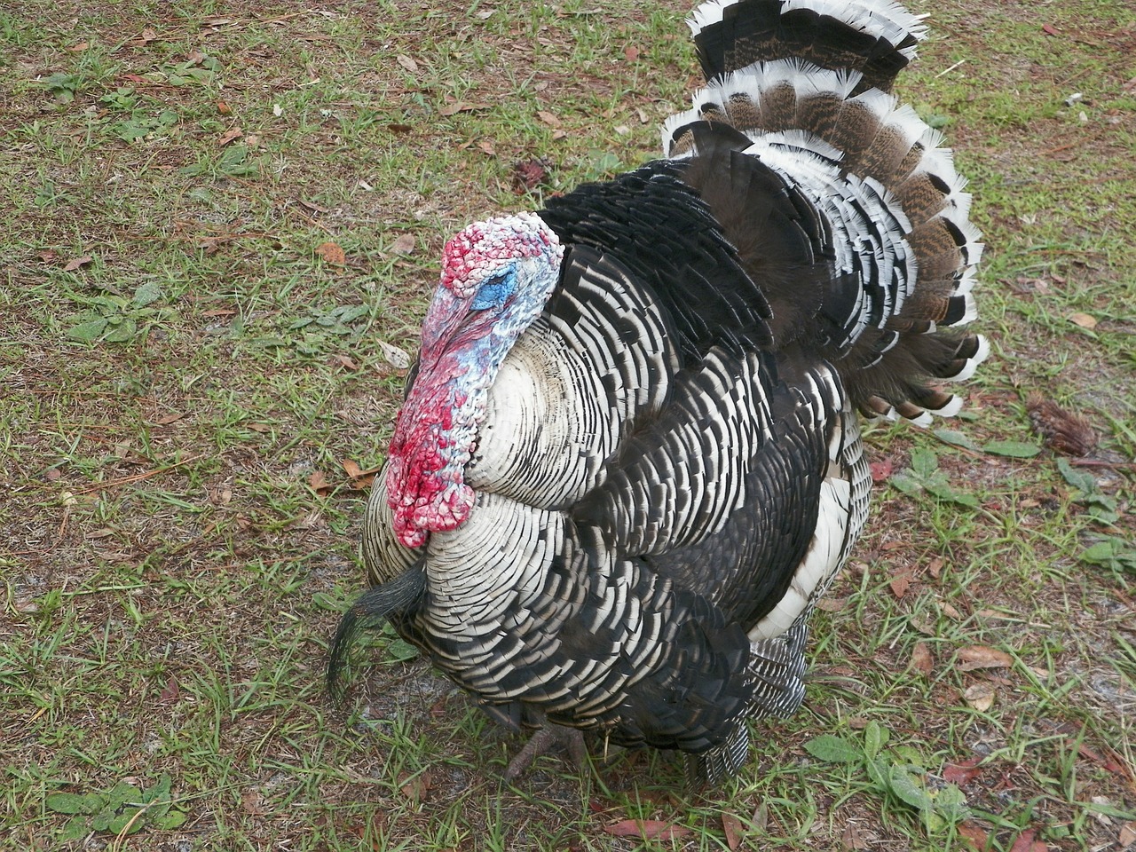 turkey thanksgiving traditional free photo
