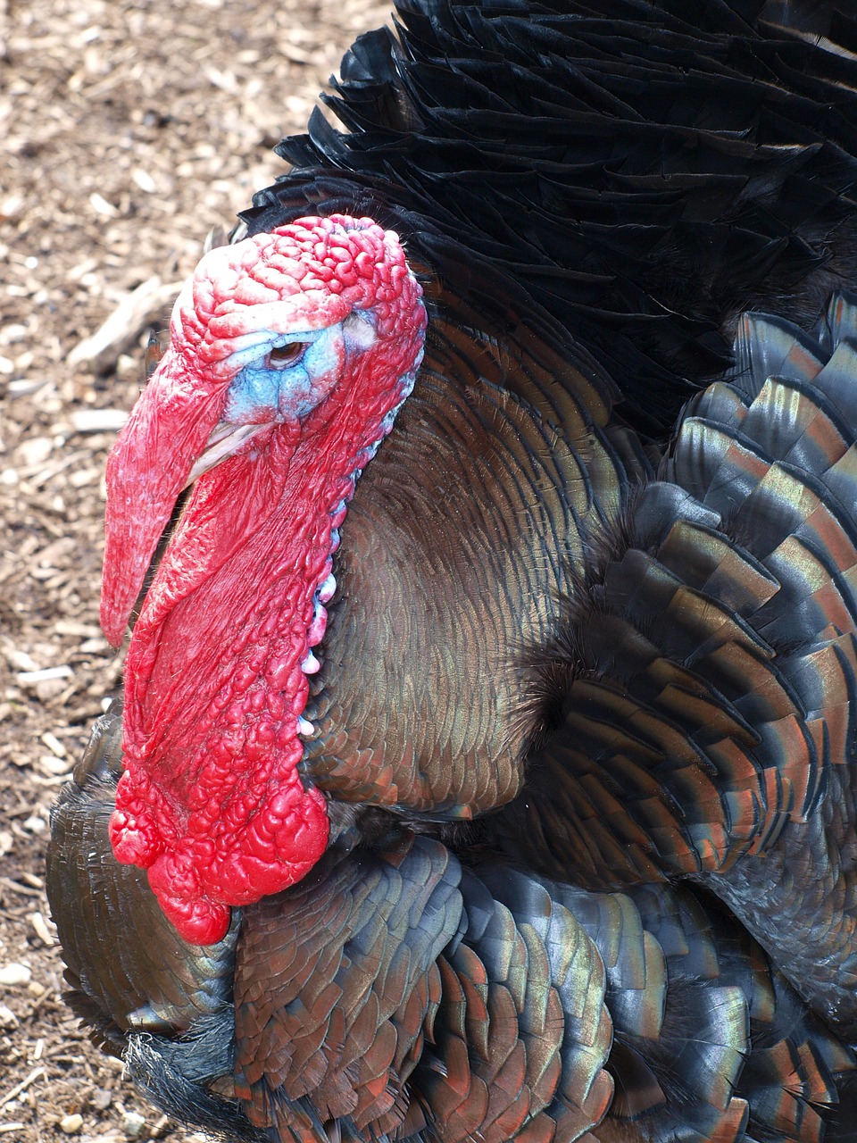 turkey animal farm free photo