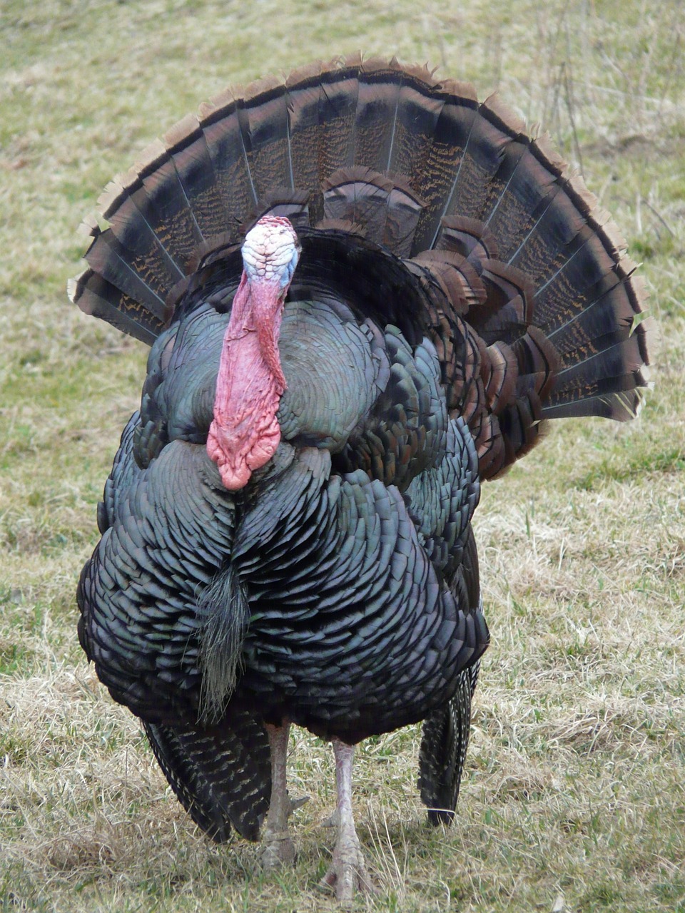 turkey wild turkey meleagris gallopavo free photo