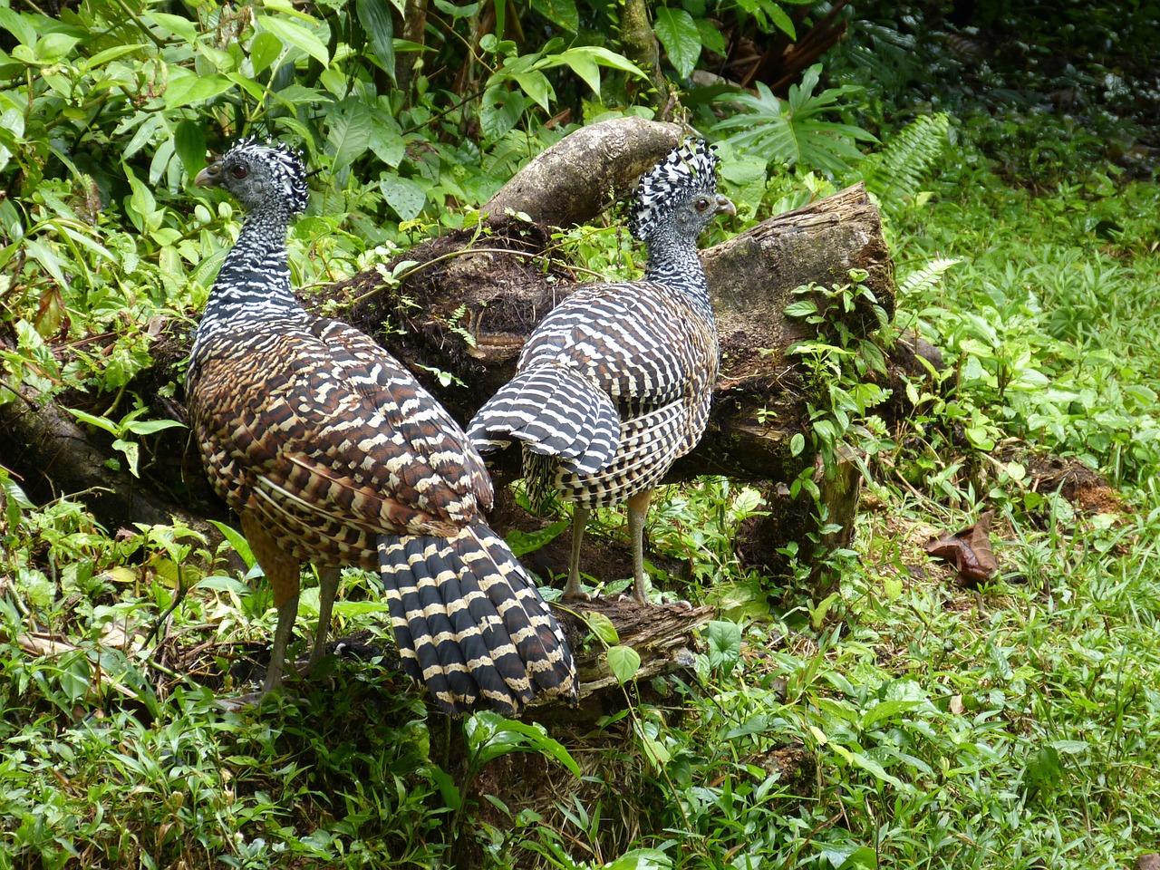 turkey costa rica central america free photo