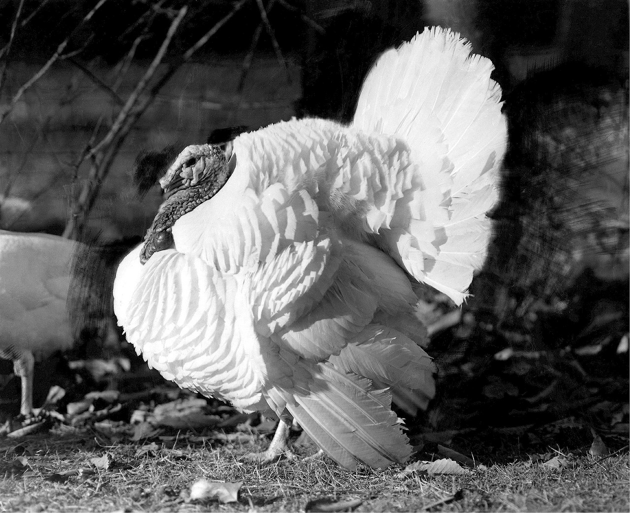 turkey animal white free photo