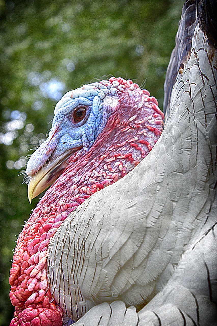 turkey farm animals free photo