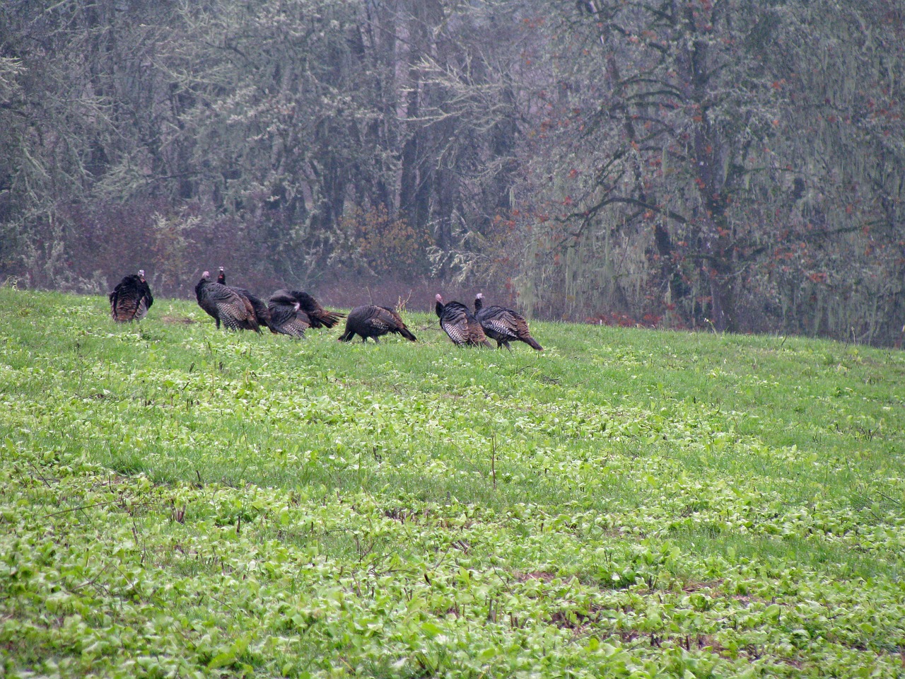 turkey wild turkey wildlife free photo