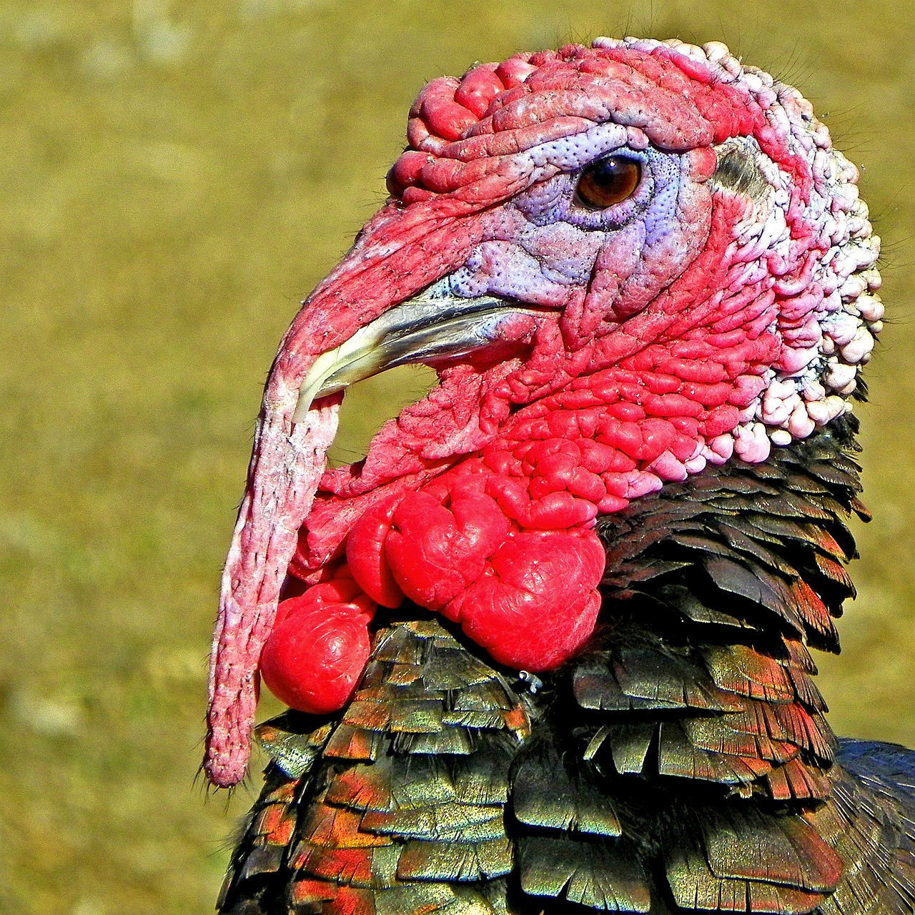turkey nature zoology free photo
