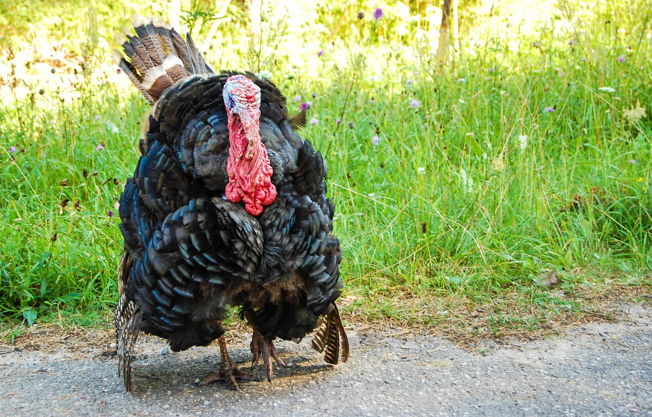 turkey bird watching living nature free photo