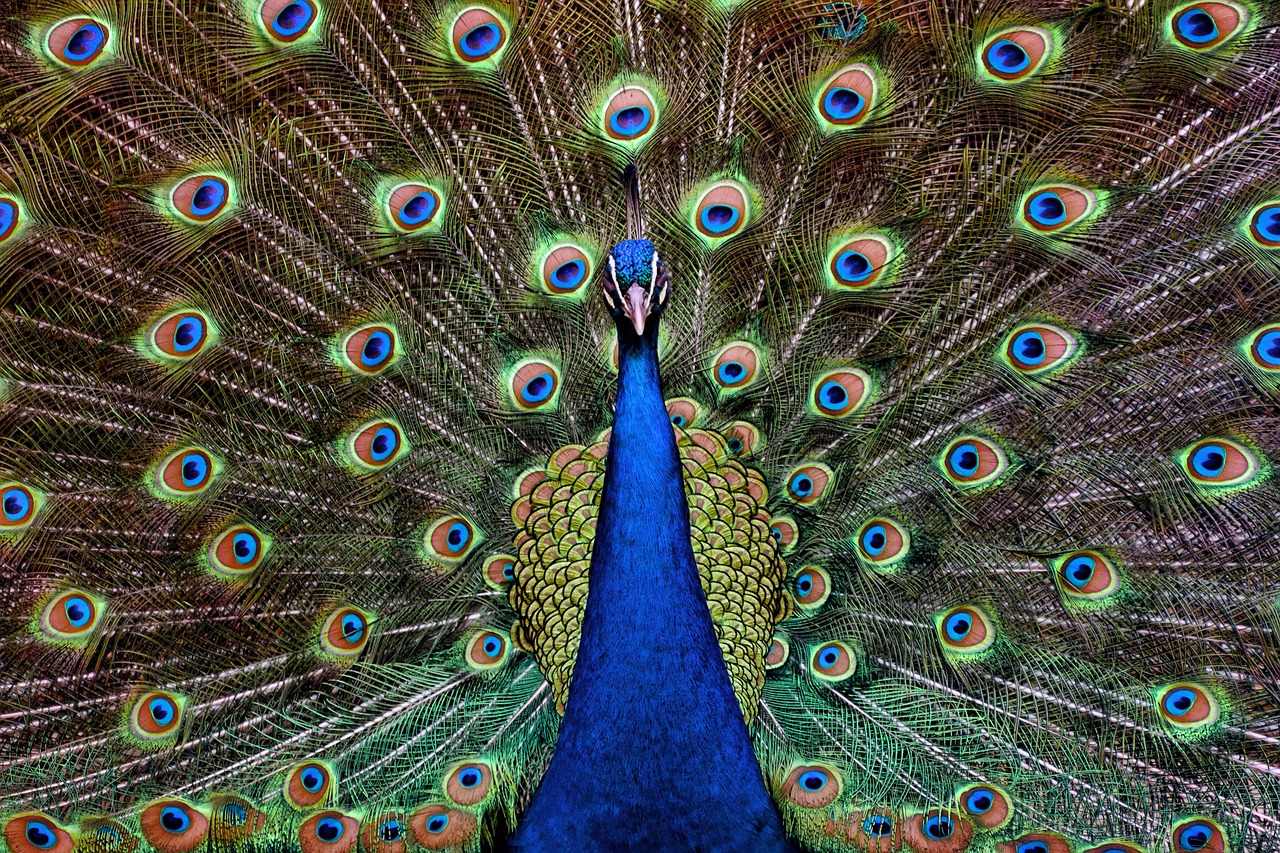 turkey royal peacock free photo