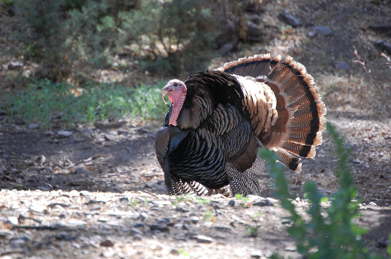 turkey summer forest free photo