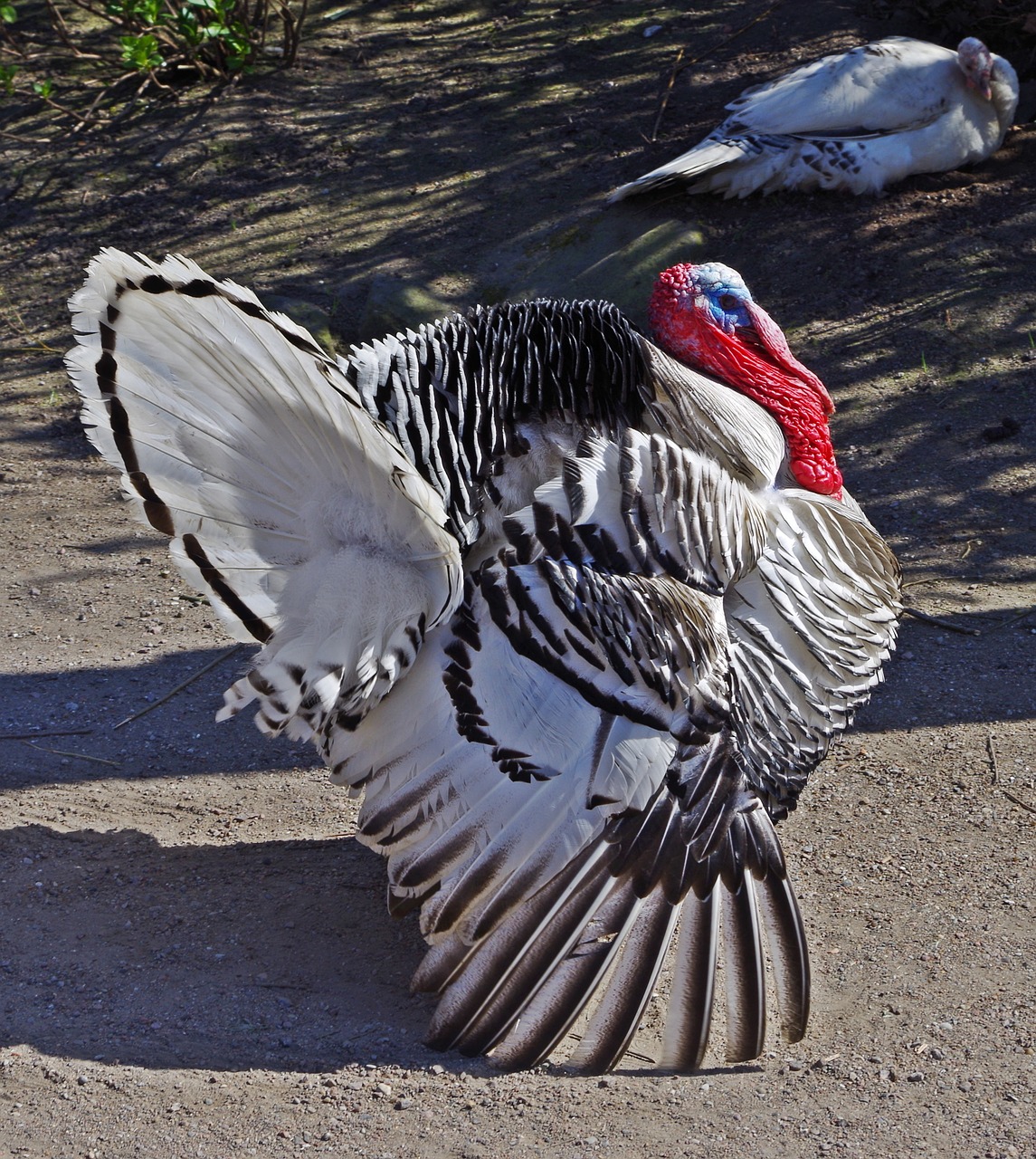 turkey bird plumage free photo