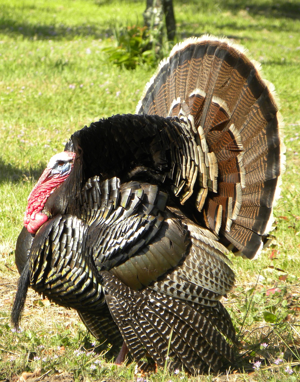 turkey wheel california free photo