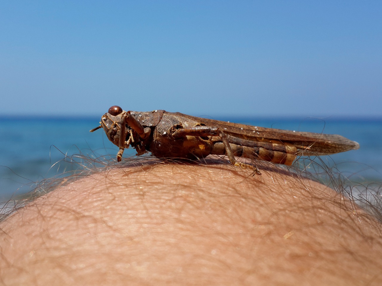 turkey kusadasi thick head free photo