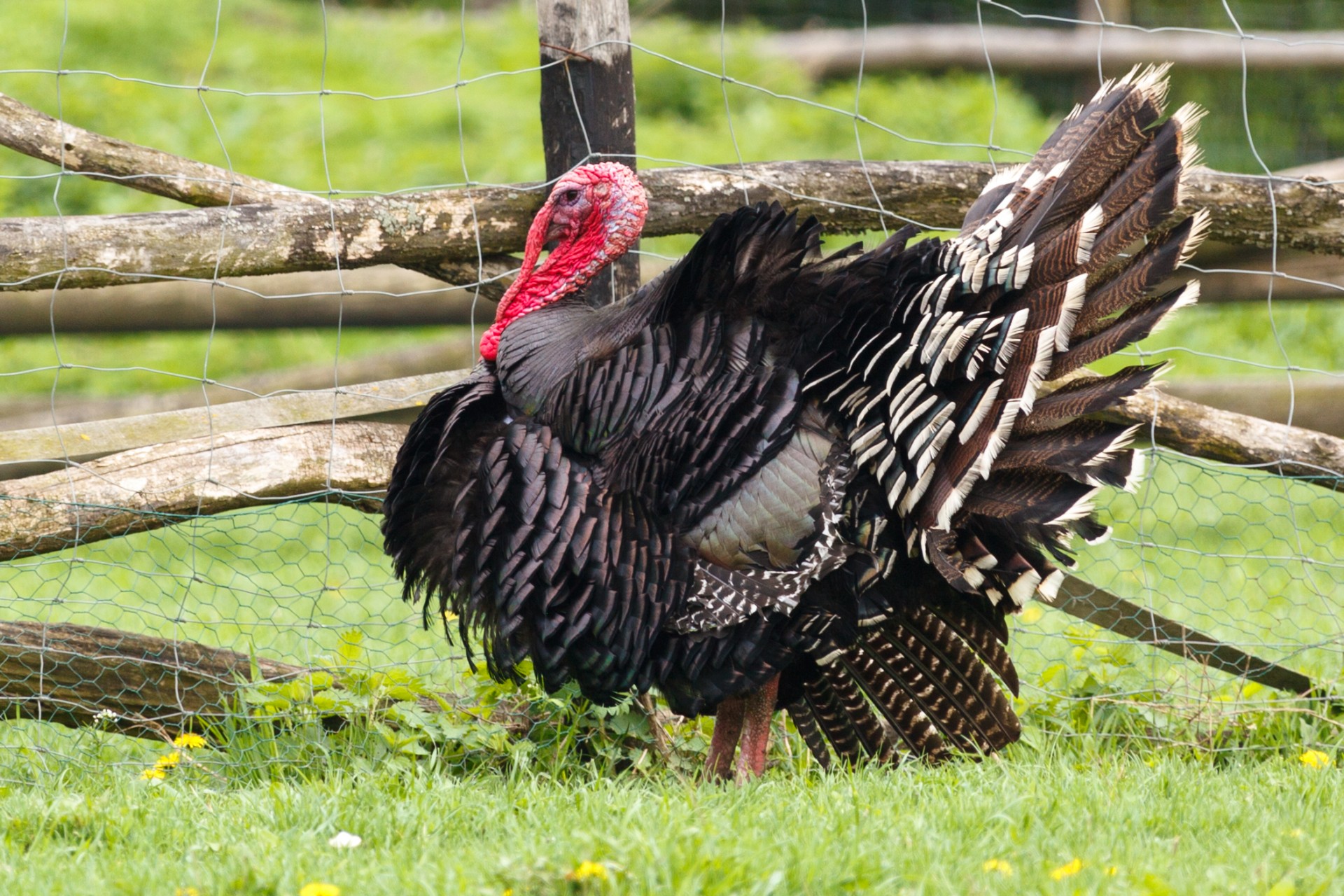 turkey bird wild free photo