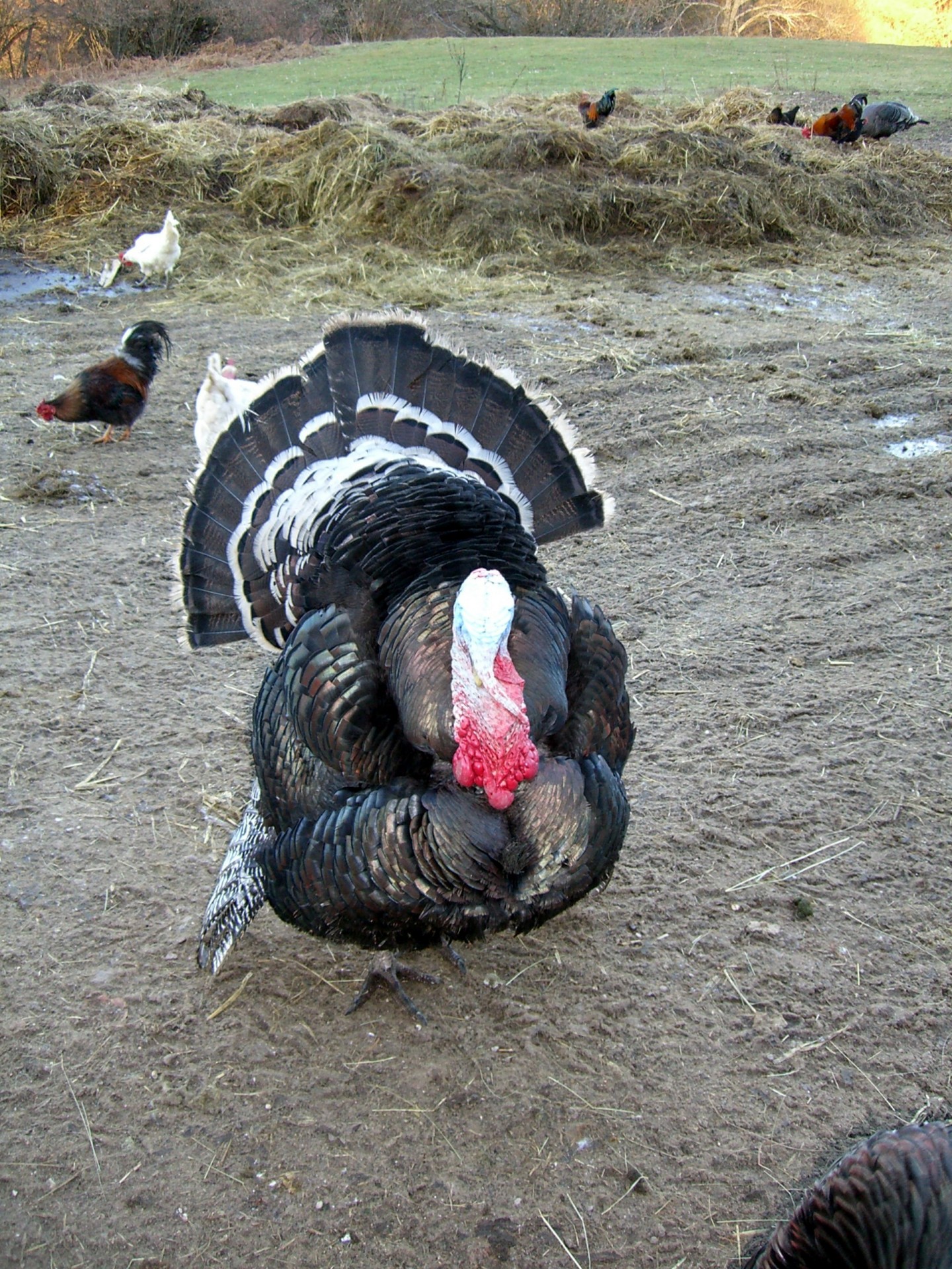 turkey farm feathers free photo