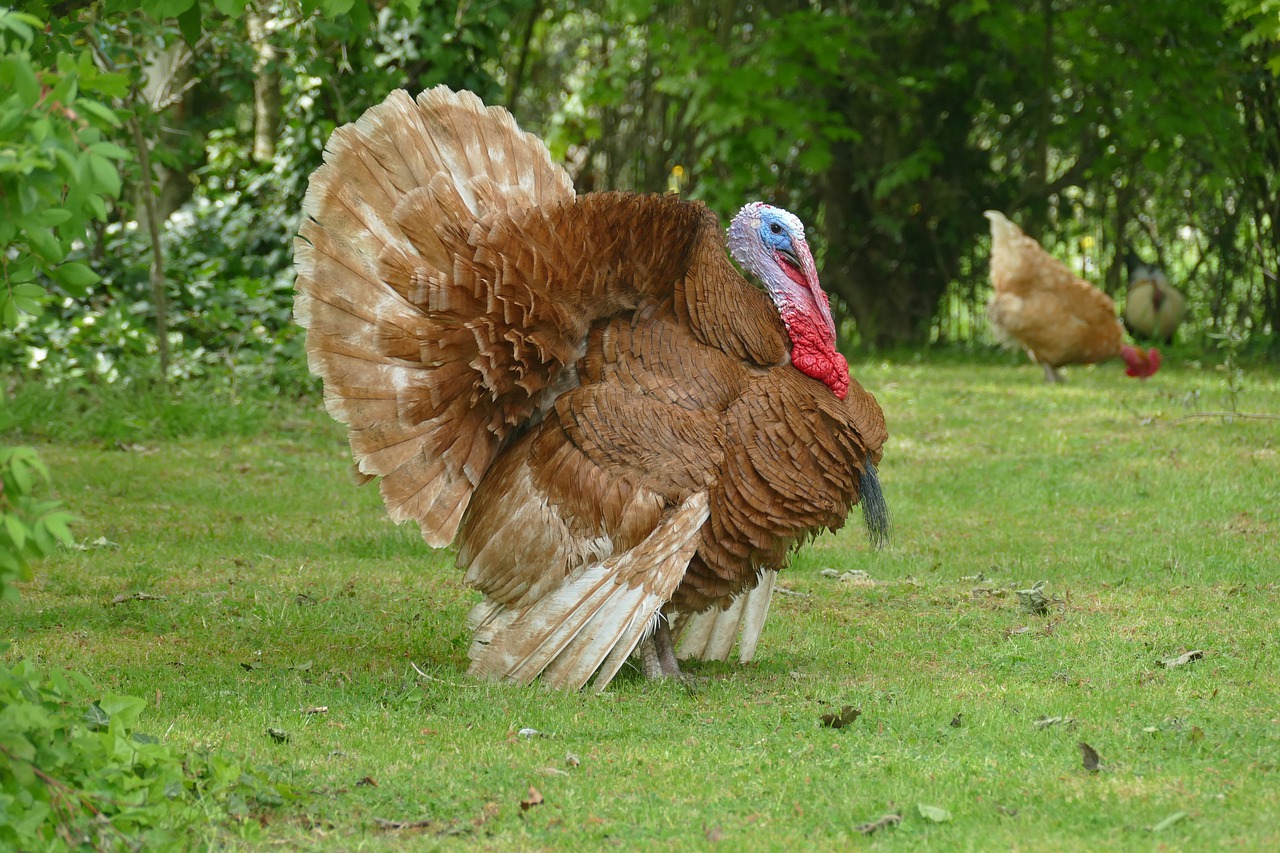 turkey of the ardennes  poultry  backyard free photo