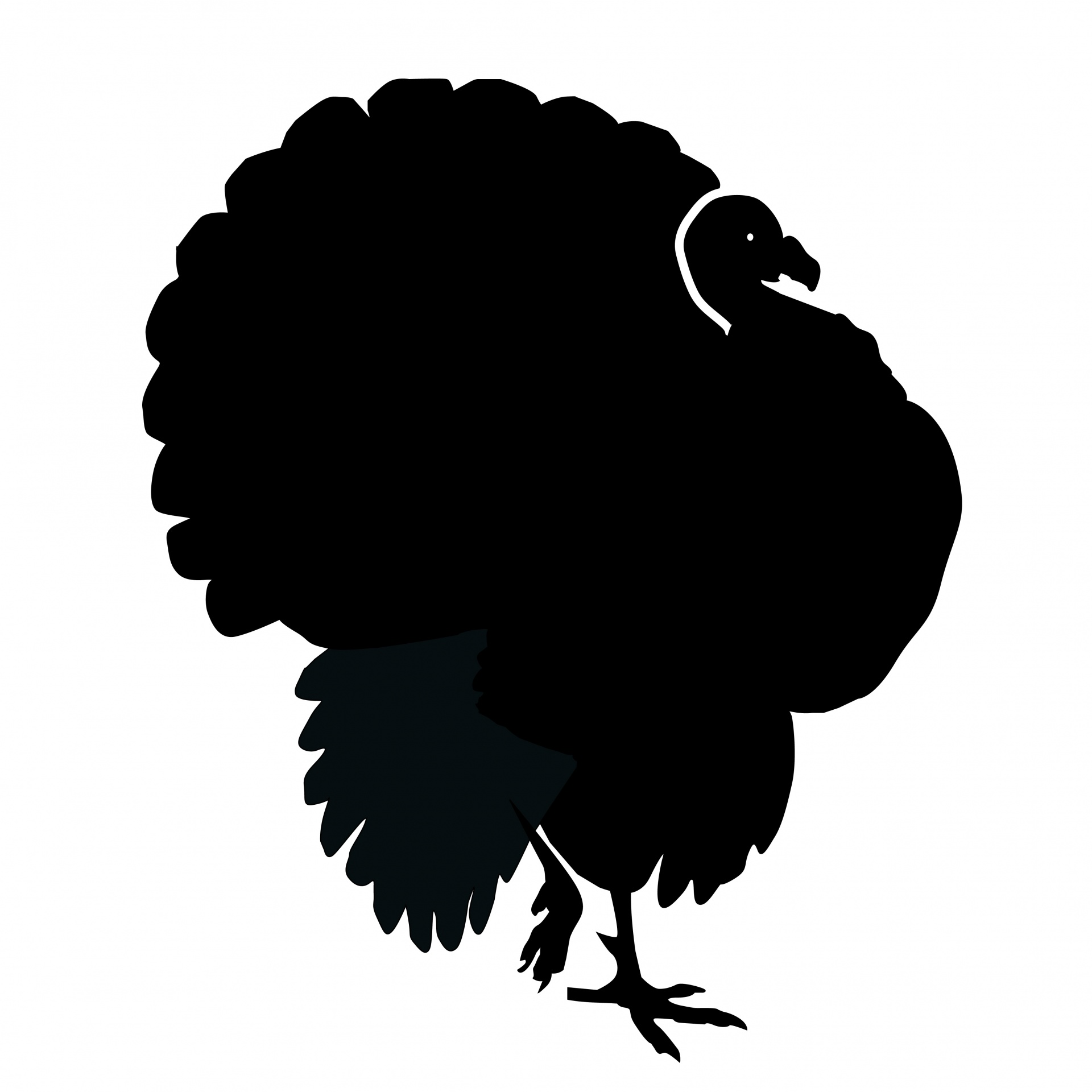 turkey silhouette bird free photo