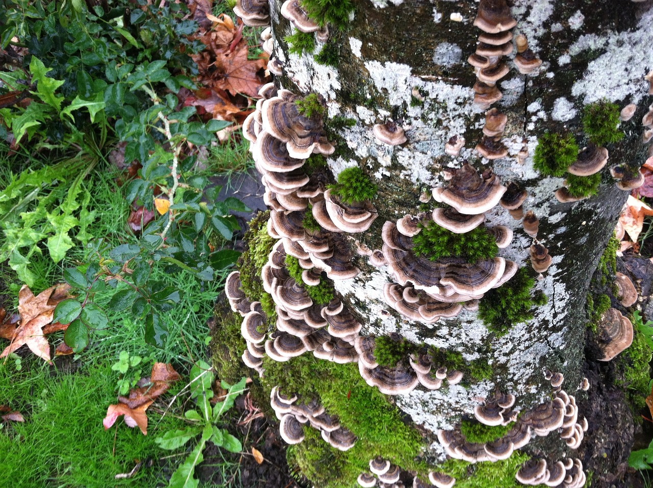 turkey tail mushroom fungus free photo