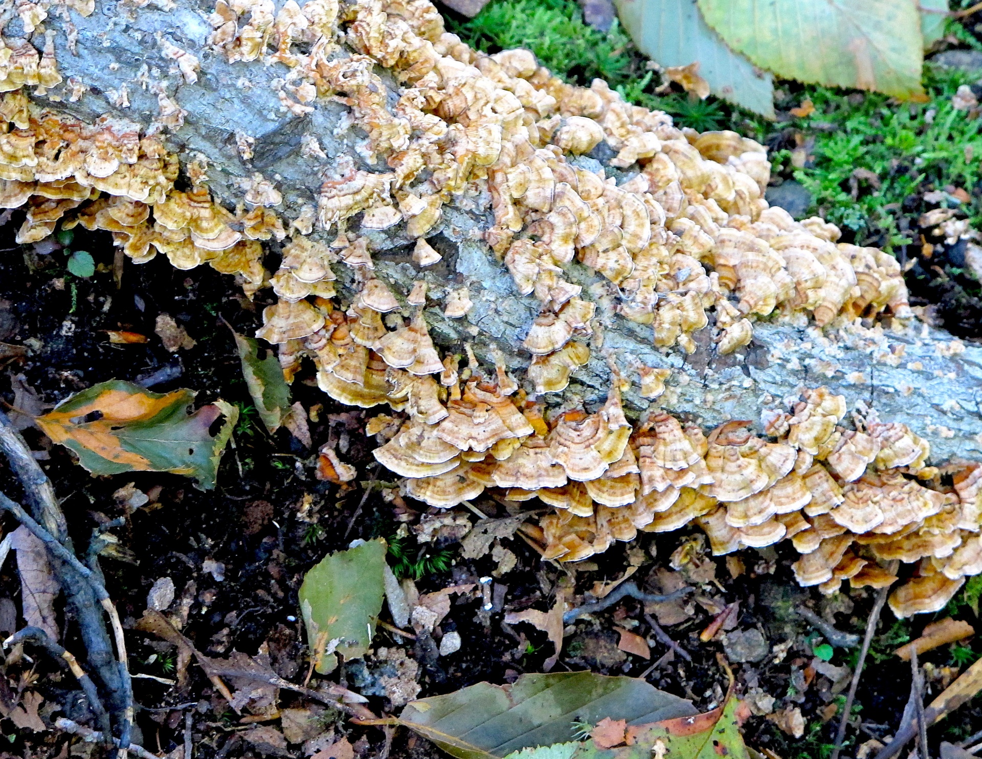 Download free photo of Mushroom,turkey tail,forest fungi,plants,medicine - from needpix.com