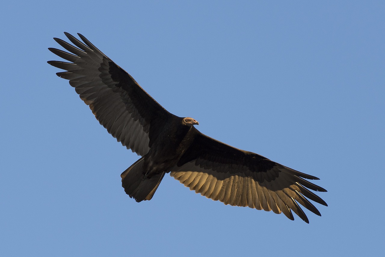 turkey vulture bird wildlife free photo