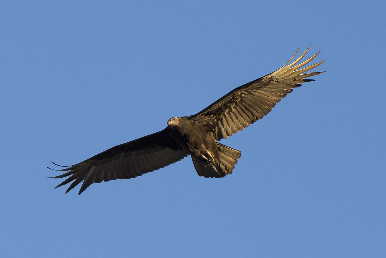 turkey vulture bird wildlife free photo