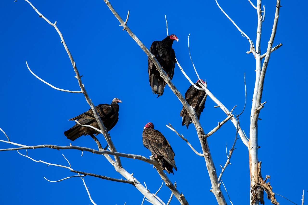 turkey vulture raptor scavengers free photo