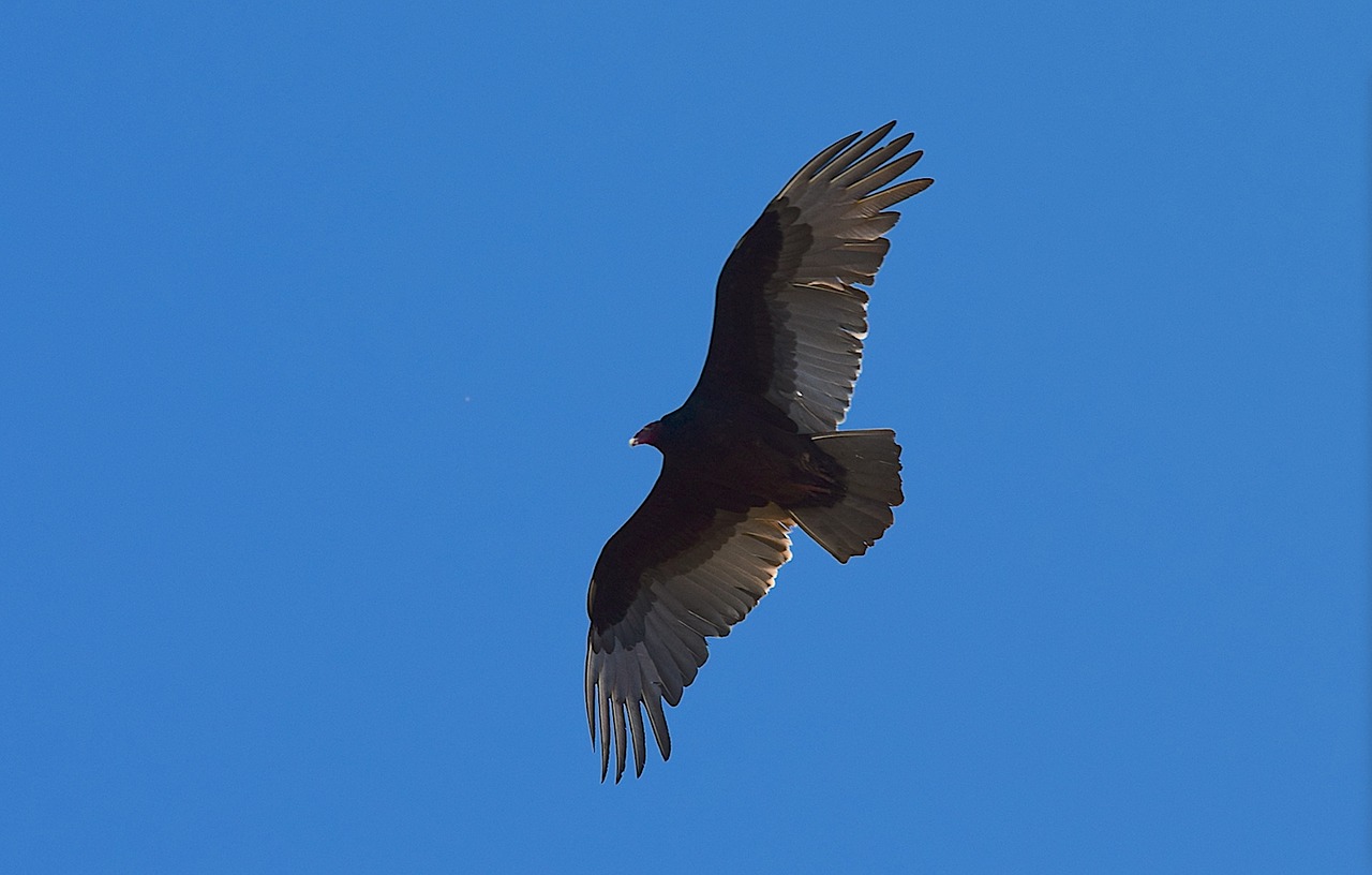 turkey vulture bird scavenger free photo