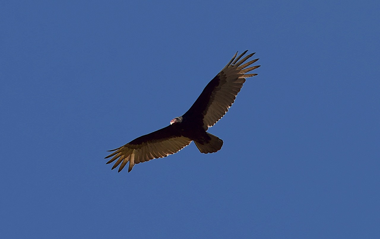 turkey vulture bird scavenger free photo