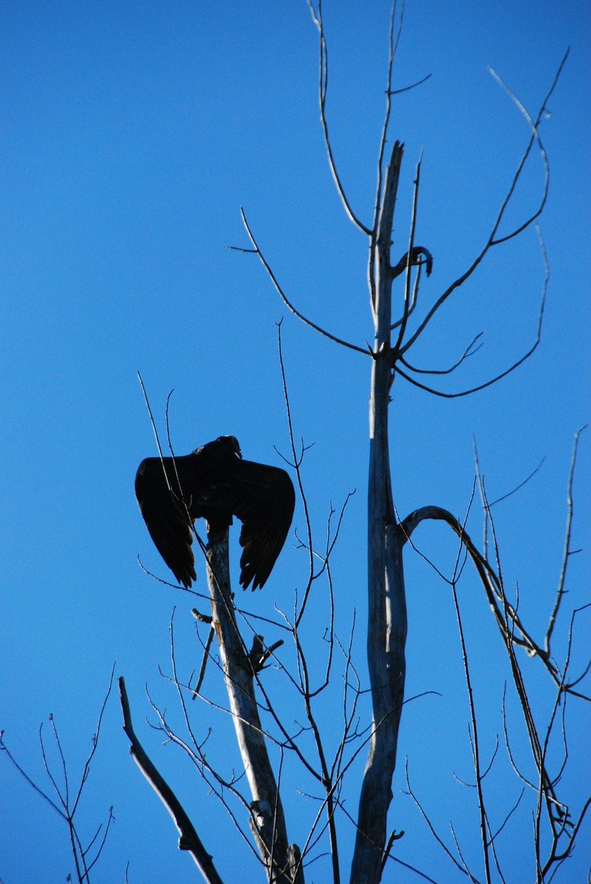 turkey vulture tree sky free photo