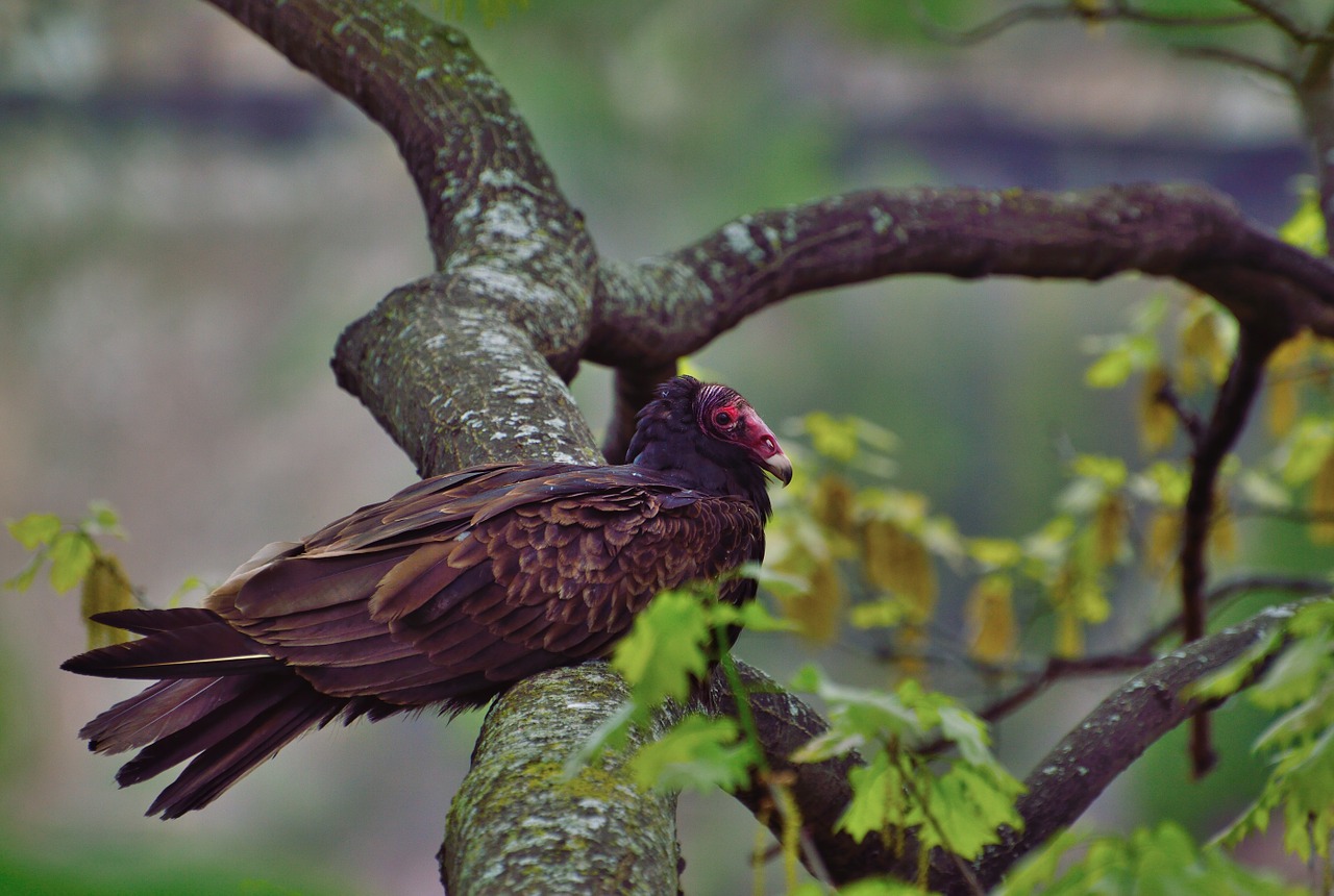 turkey vulture raptor bird free photo