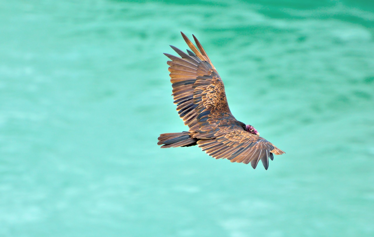 turkey vulture vulture bird free photo