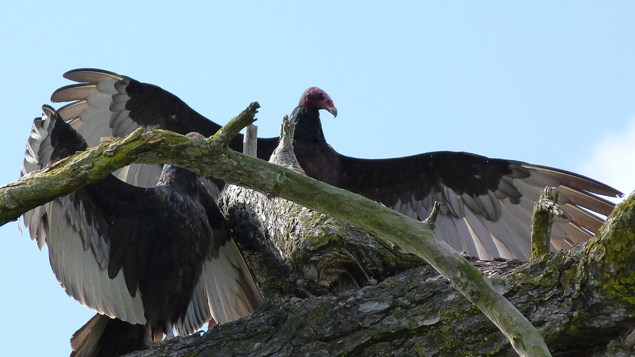 turkey vulture scavenger free photo