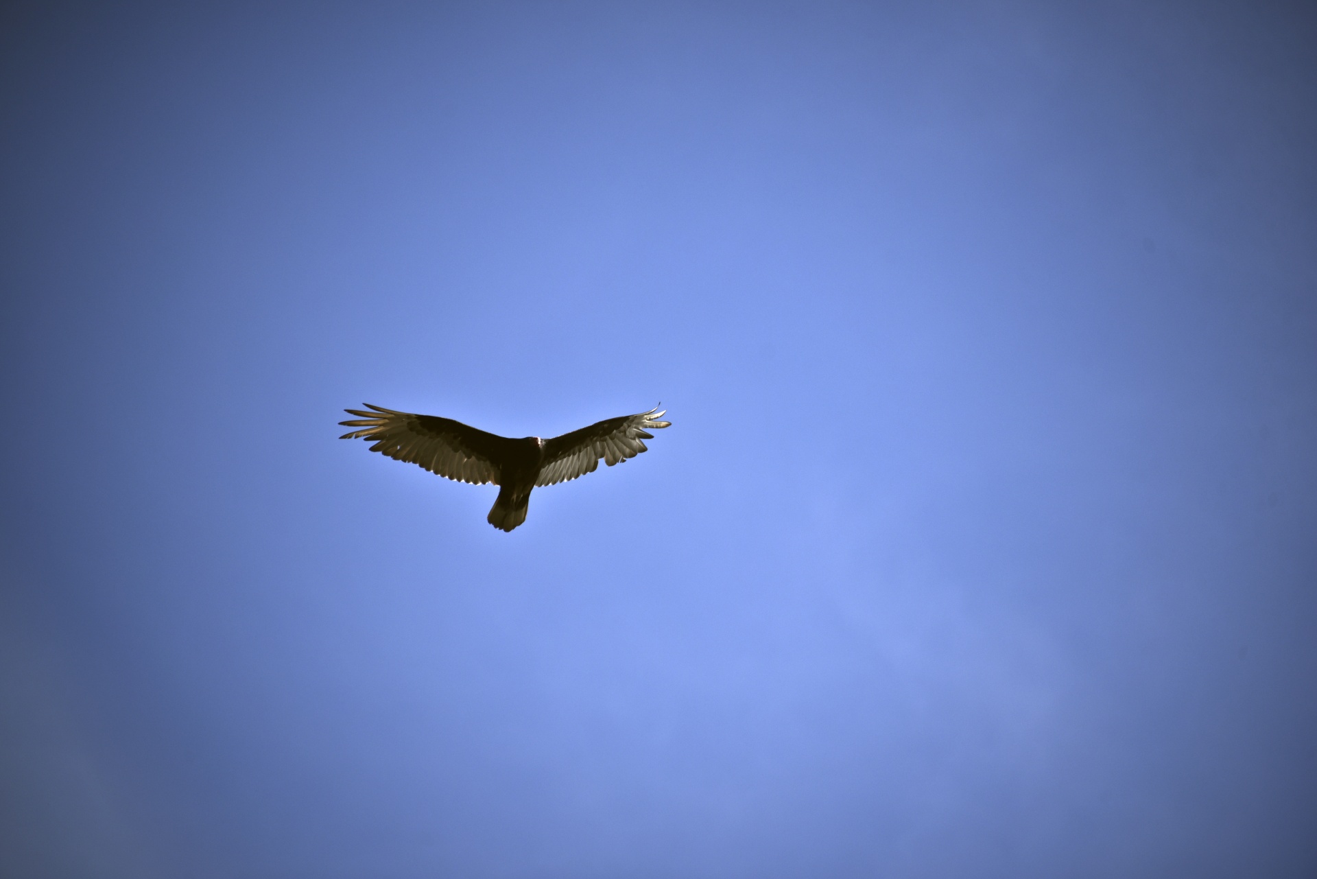 bird turkey vulture flying free photo