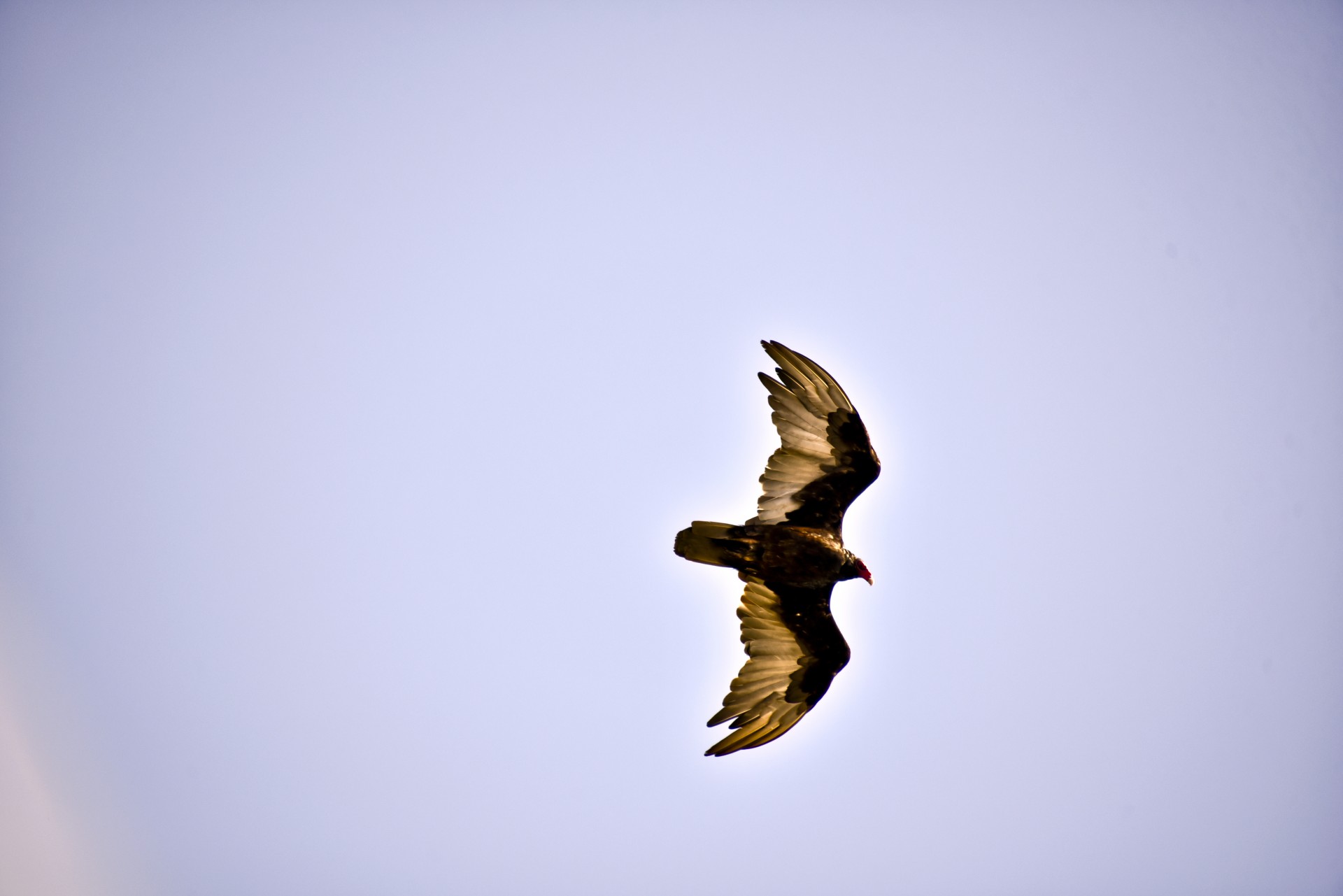 bird vulture flying free photo