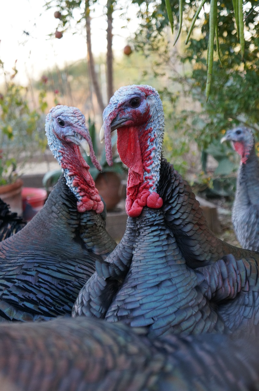 turkeys poultry wildlife free photo