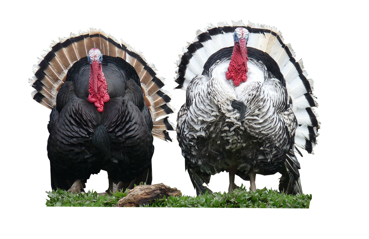 turkeys cut out free photo